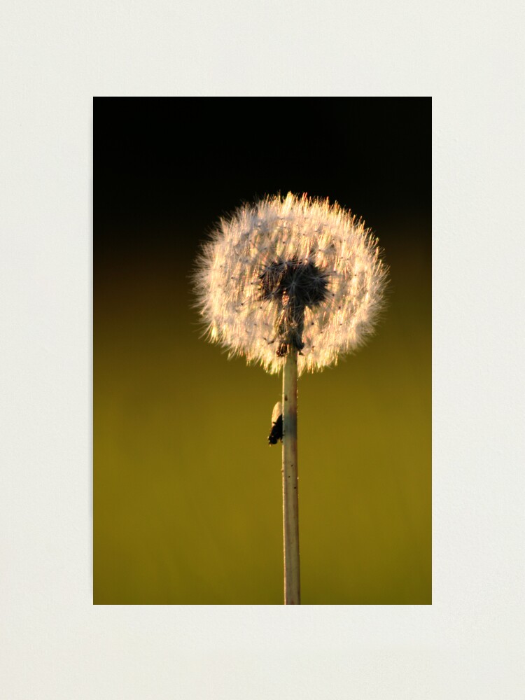 Alternate view of Dandelion Sunset Photographic Print