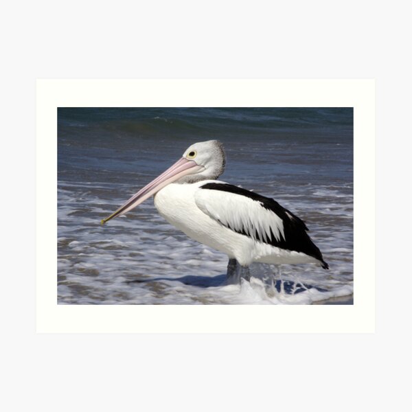 Awaiting Lunch Art Print