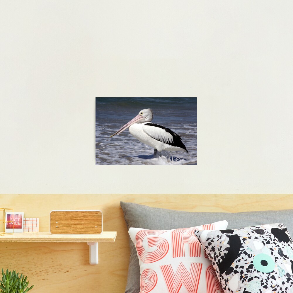 Awaiting Lunch Photographic Print