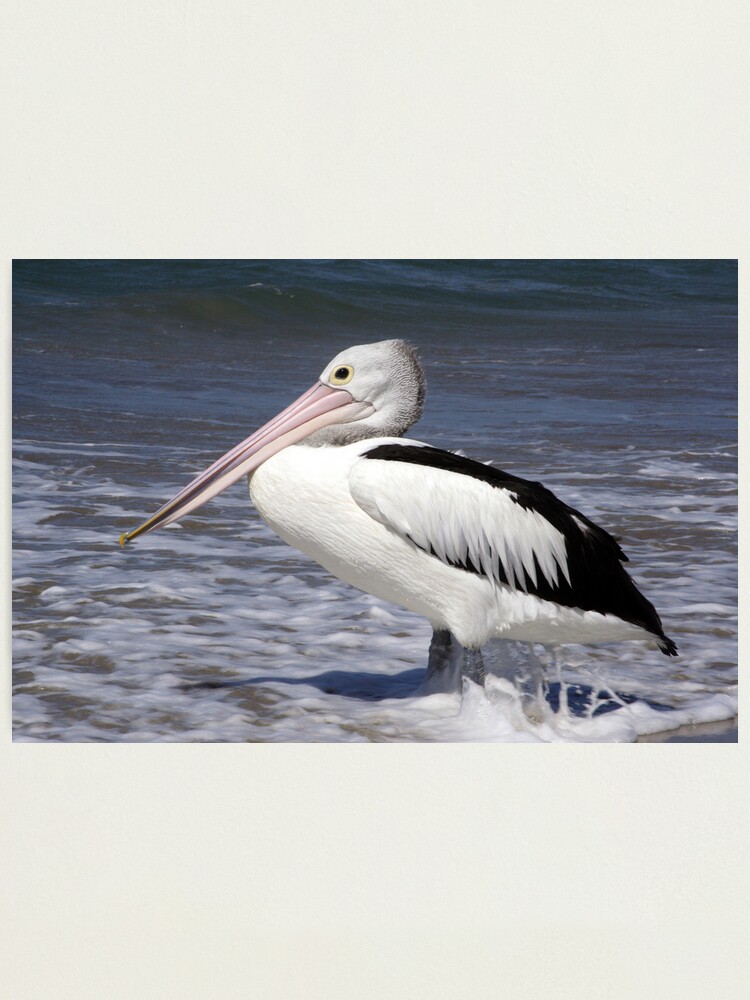 Alternate view of Awaiting Lunch Photographic Print