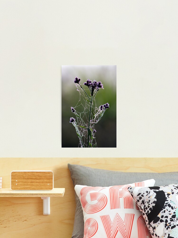 Thumbnail 2 of 3, Photographic Print, Morning Lace designed and sold by theoddshot.