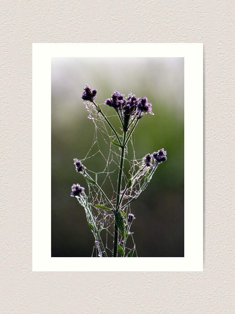 Alternate view of Morning Lace Art Print