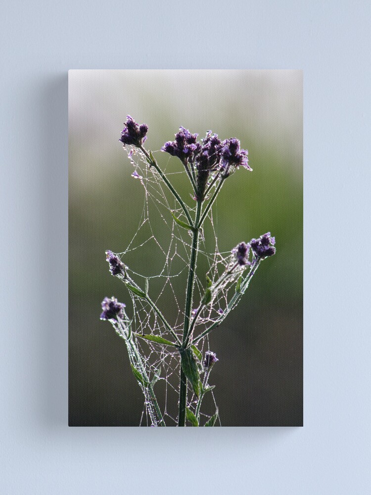 Thumbnail 2 of 3, Canvas Print, Morning Lace designed and sold by theoddshot.
