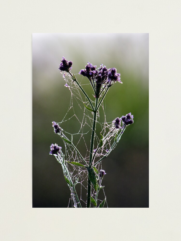 Alternate view of Morning Lace Photographic Print