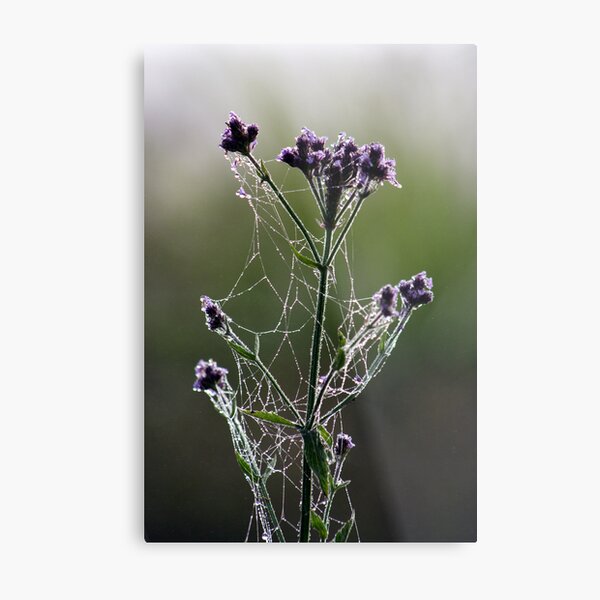 Morning Lace Metal Print