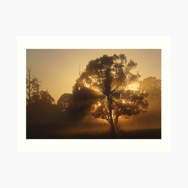 Morning Gold Art Print