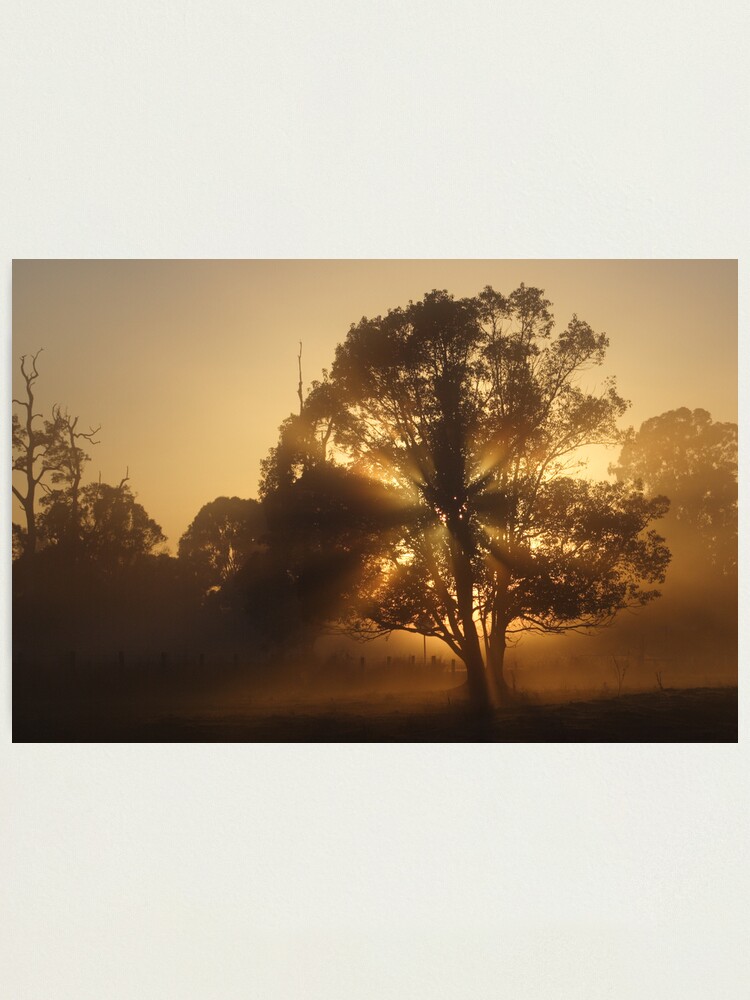 Alternate view of Morning Gold Photographic Print