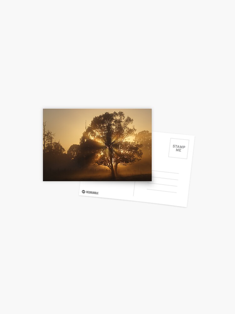 Thumbnail 1 of 2, Postcard, Morning Gold designed and sold by theoddshot.