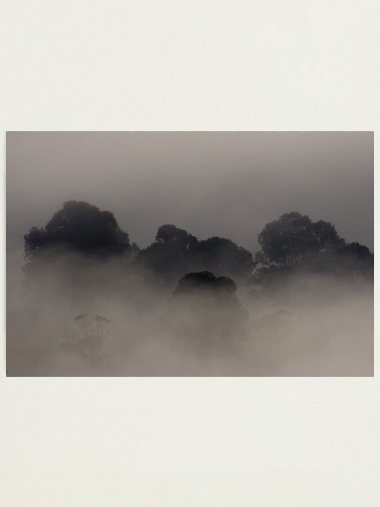 Thumbnail 1 of 3, Photographic Print, Trees in the Mist designed and sold by theoddshot.