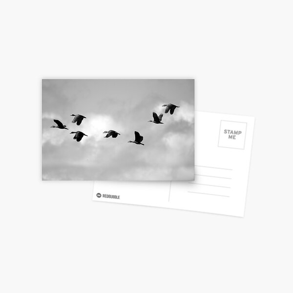 Flight Seven Postcard