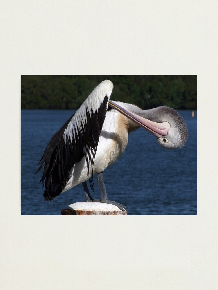 Alternate view of I know it's there somewhere.... Photographic Print