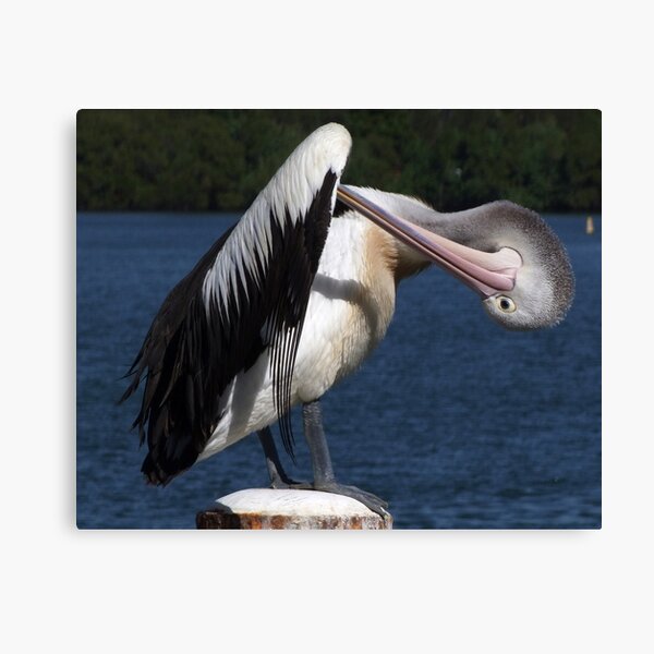 Canvas Print