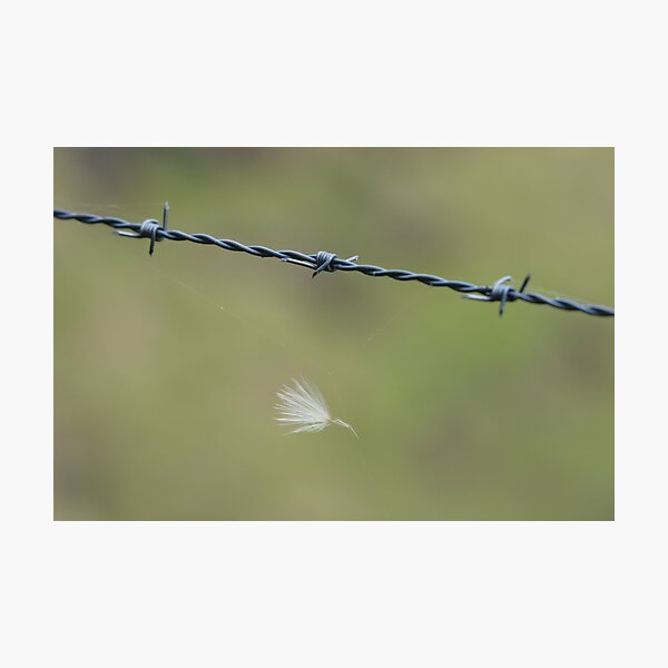 Photographic Print