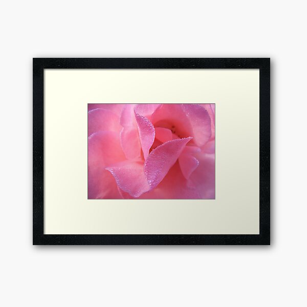 Rose Framed Art Print