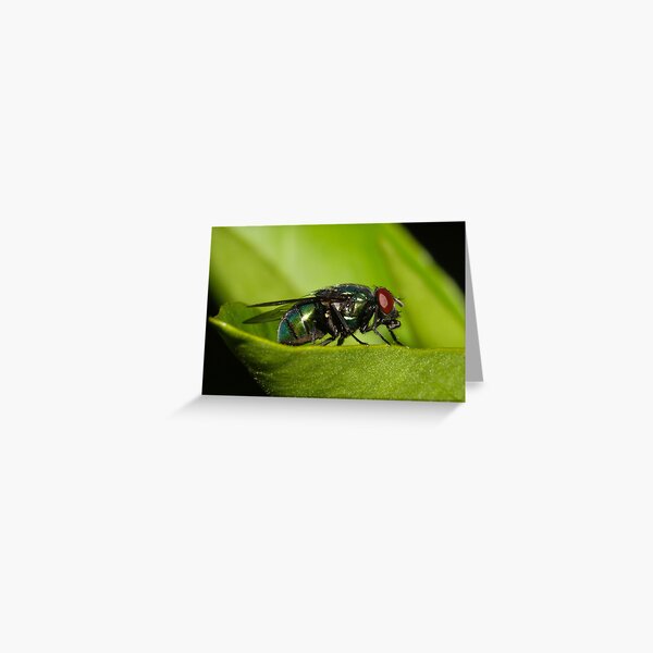 Fly Greeting Card