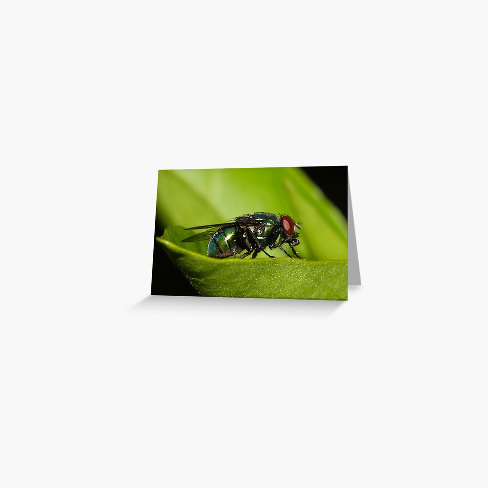 Item preview, Greeting Card designed and sold by theoddshot.