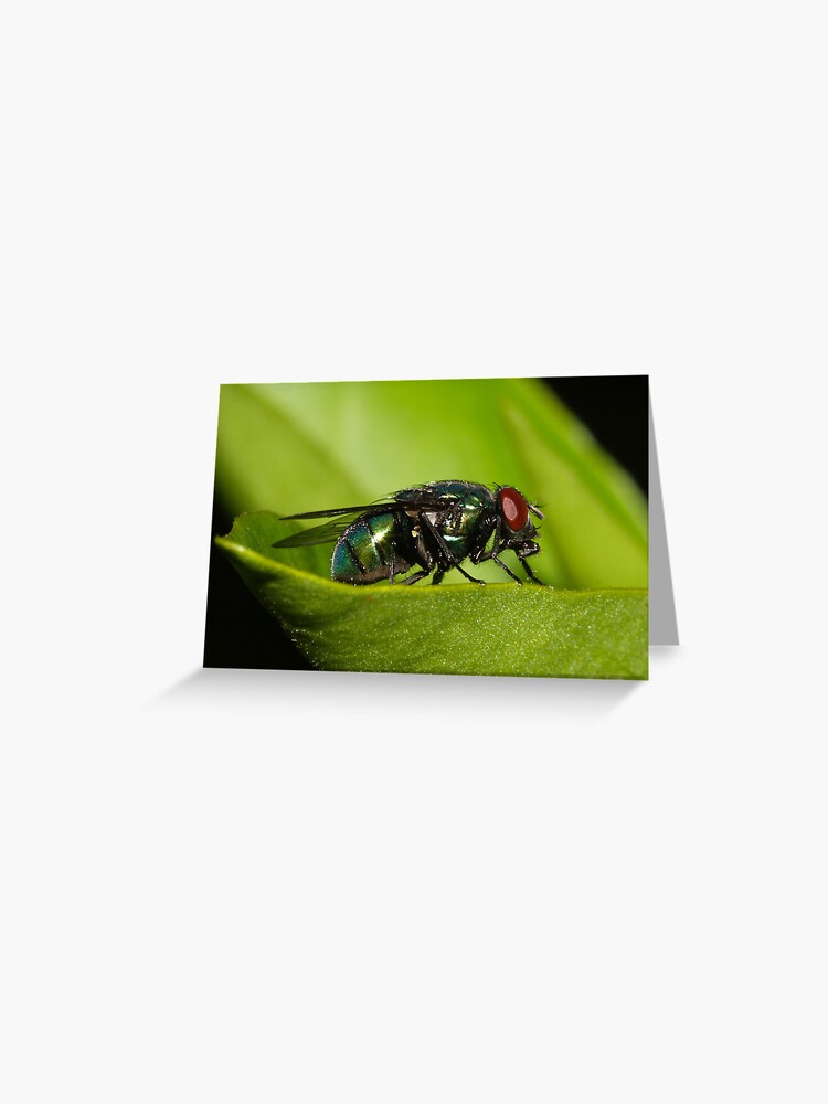 Thumbnail 1 of 2, Greeting Card, Fly designed and sold by theoddshot.