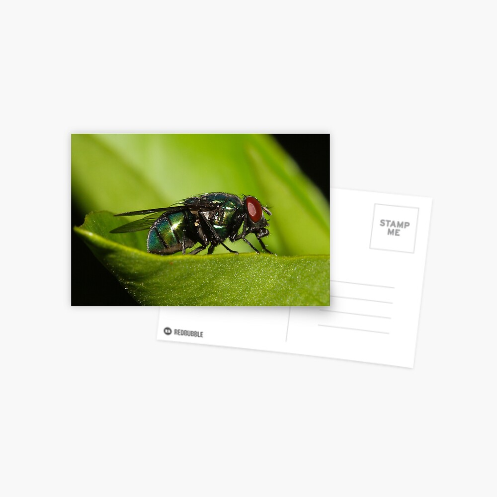 Item preview, Postcard designed and sold by theoddshot.
