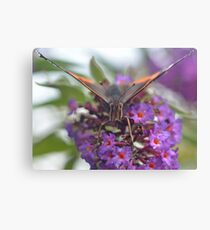 Red Admiral Canvas Print