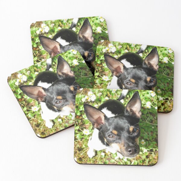 Rat Terrier in Daisies Coasters (Set of 4)