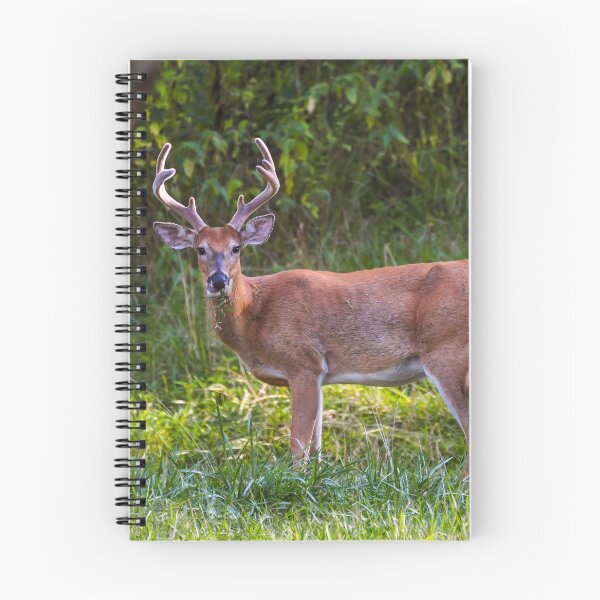 Item preview, Whitetail Buck  designed and sold by nscphotography.