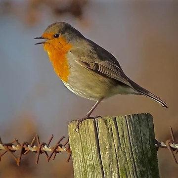 Artwork thumbnail, RUSTY ROBIN by NICK COBURN PHILLIPS