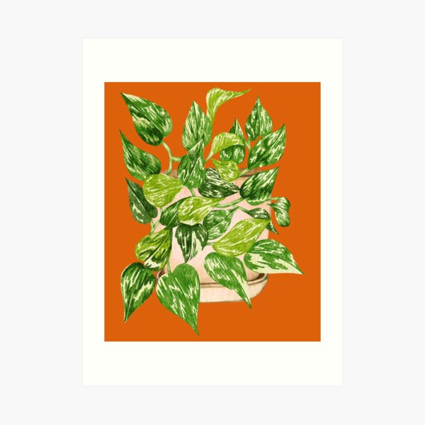 Golden Hanging Pothos Plant Pothos Epipremnum Aureum Is An Attractive Trailing Vine With 5093