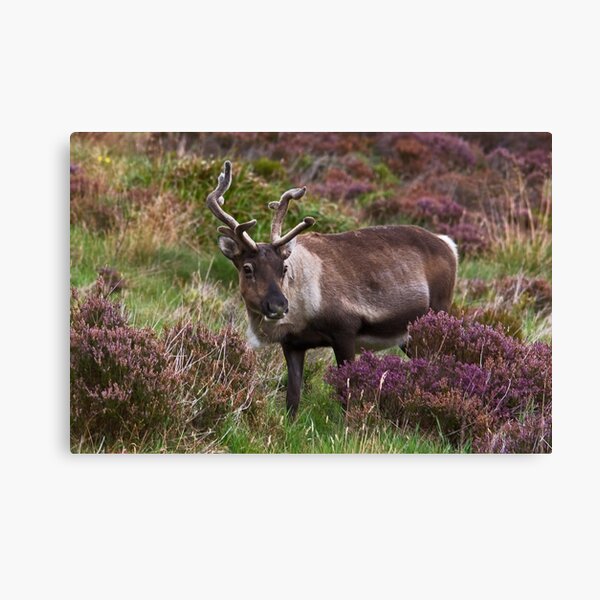 Item preview, Cairngorm Reindeer designed and sold by Jamie  Green.