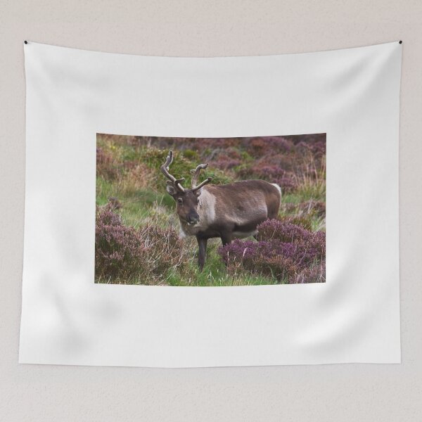 Item preview, Cairngorm Reindeer designed and sold by Jamie  Green.