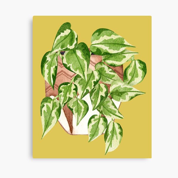 Golden Hanging Pothos Plant Pothos Epipremnum Aureum Is An Attractive Trailing Vine With 8614