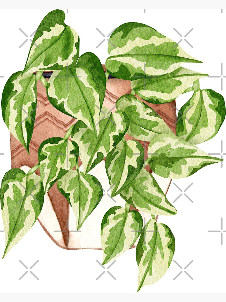 Epipremnum aureum - Wikipedia