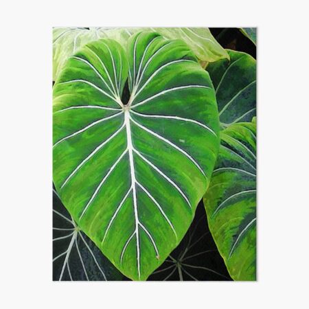 Tropical Leaves, Elephant Ears Art Board Print