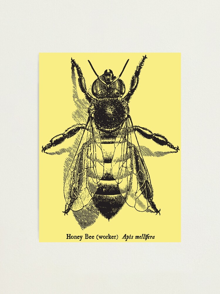 Drawing Drawing Illustration Vintage Honey Bee