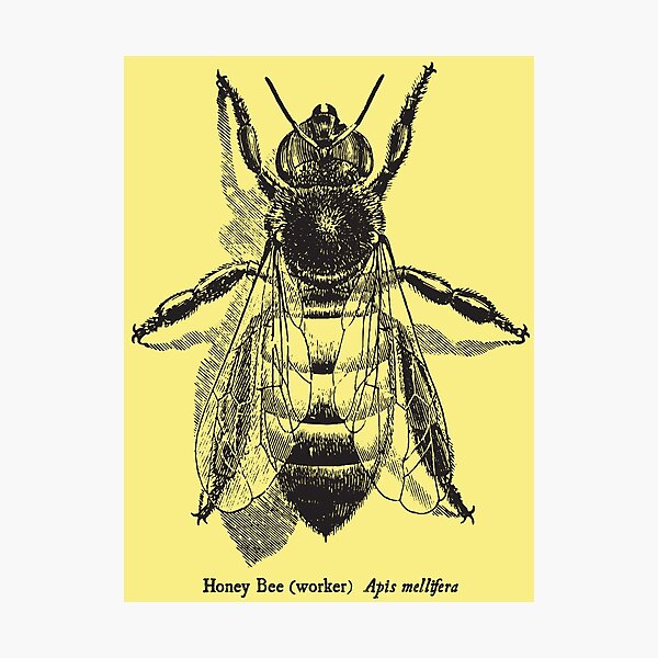 Honey Bee - Vintage Scientific Illustration Photographic Print