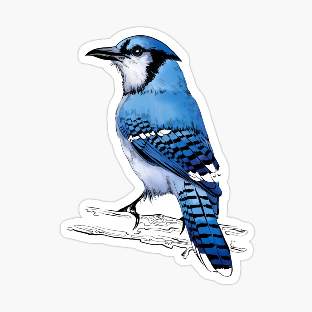 Blue Jay Bird Draw Greeting Card By Torysevas Redbubble