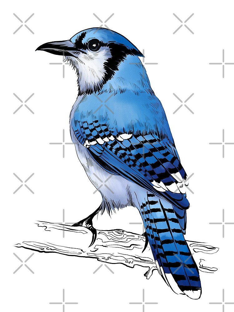 Blue Jay Bird Draw Greeting Card By Torysevas Redbubble