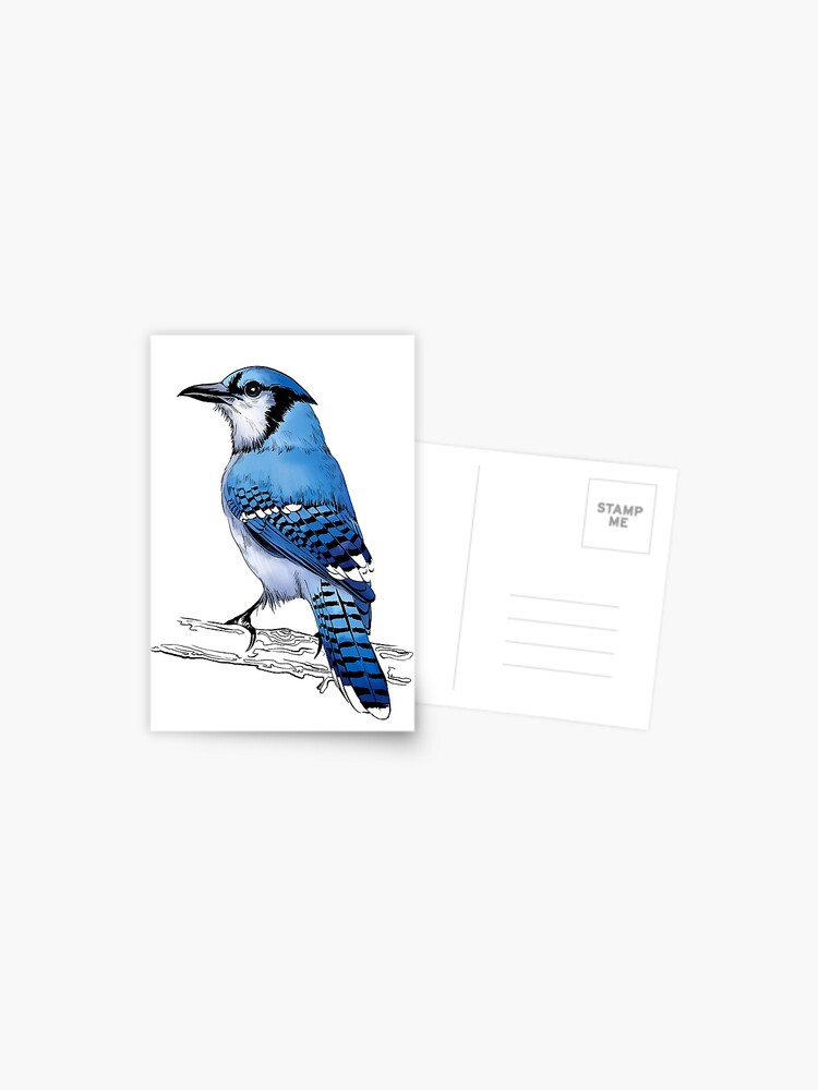 Blue Jay Bird Draw Postcard By Torysevas Redbubble