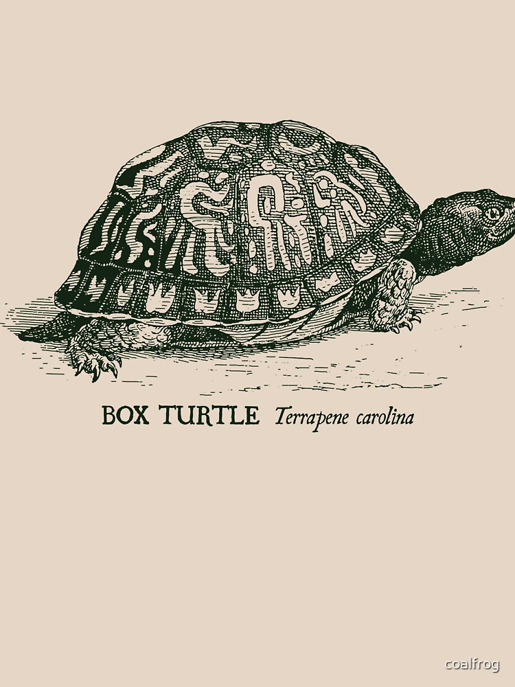 Box Turtle - Vintage scientific illustration by coalfrog