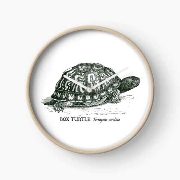 Item preview, Box Turtle - Vintage scientific illustration designed and sold by coalfrog.