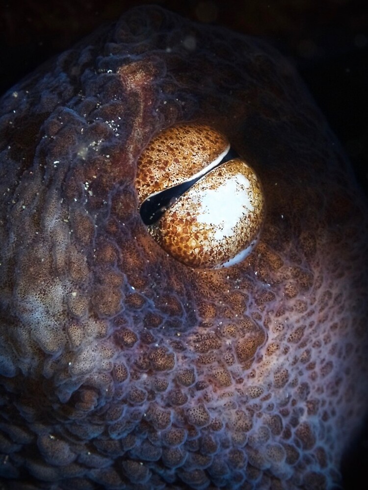 Thumbnail 4 of 4, iPhone Case, Octopus eye designed and sold by blueworld13.
