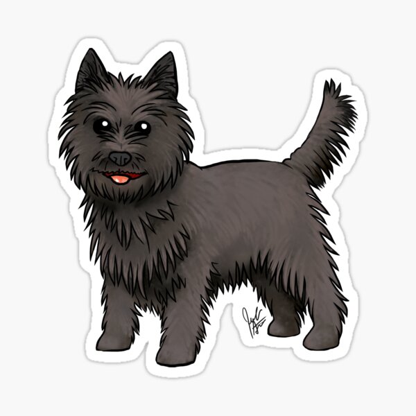 Cairn Terrier - Black