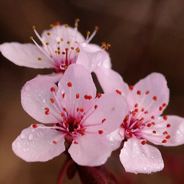 Artwork thumbnail, Early Spring by Alison Howson