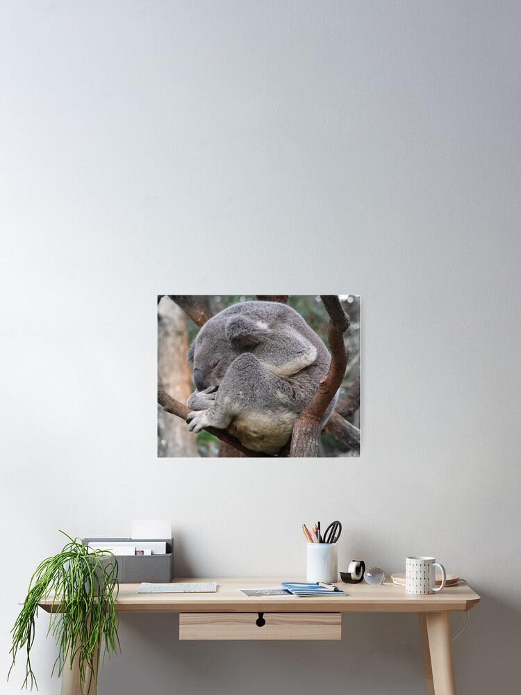 Thumbnail 1 of 3, Poster, Koala Sleeping designed and sold by theoddshot.