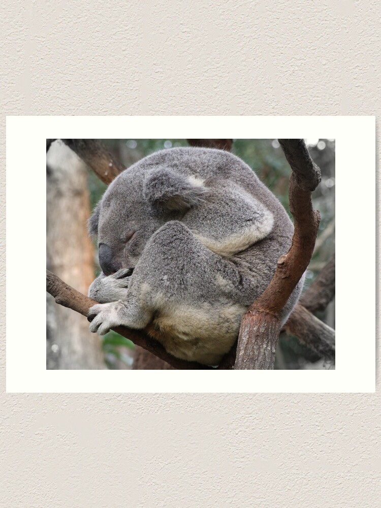 Alternate view of Koala Sleeping Art Print