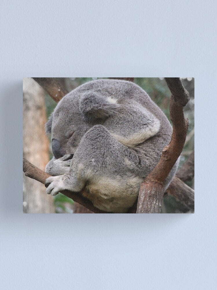 Alternate view of Koala Sleeping Canvas Print