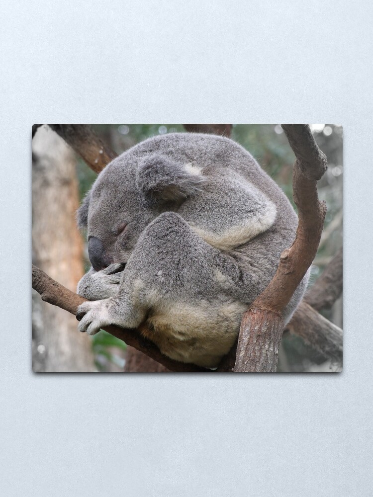 Alternate view of Koala Sleeping Metal Print