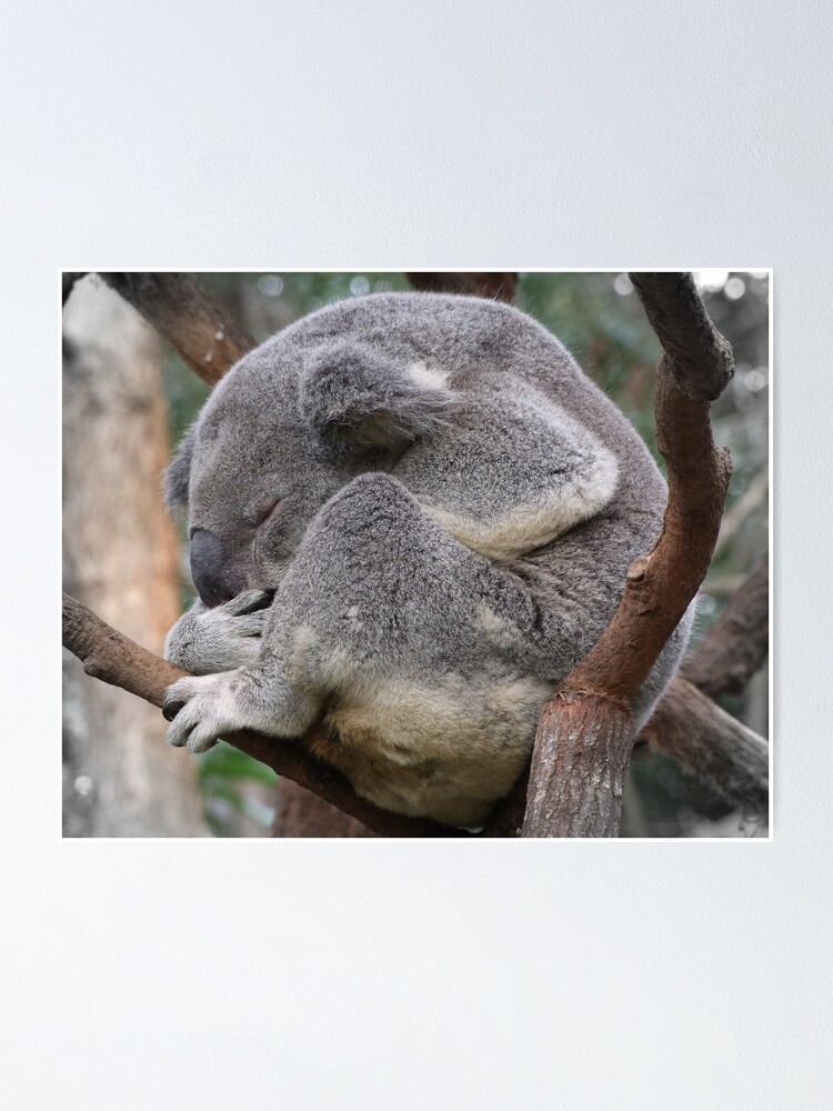 Thumbnail 2 of 3, Poster, Koala Sleeping designed and sold by theoddshot.