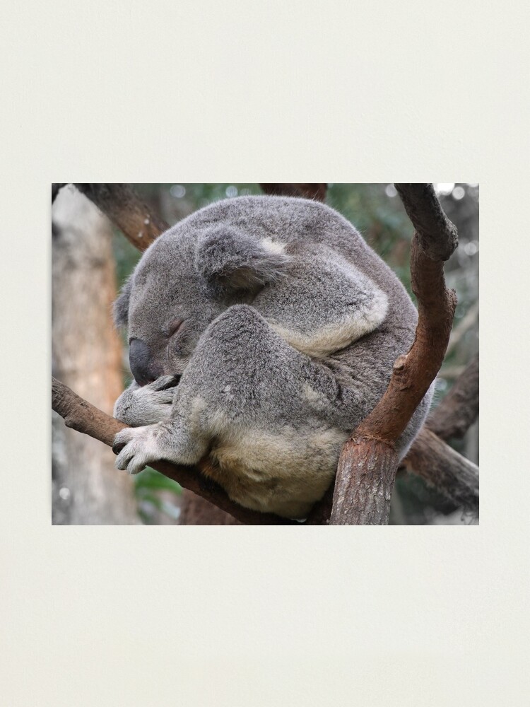 Thumbnail 1 of 3, Photographic Print, Koala Sleeping designed and sold by theoddshot.