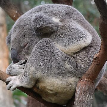 Artwork thumbnail, Koala Sleeping by theoddshot
