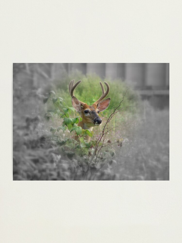 Alternate view of Pride Photographic Print